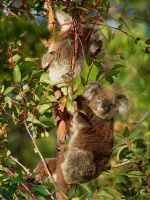 Koala - Phascolarctos cinereus o3268